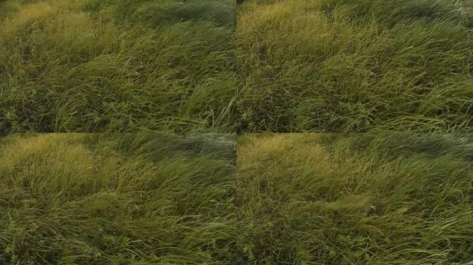强风吹拂着泛黄的草。