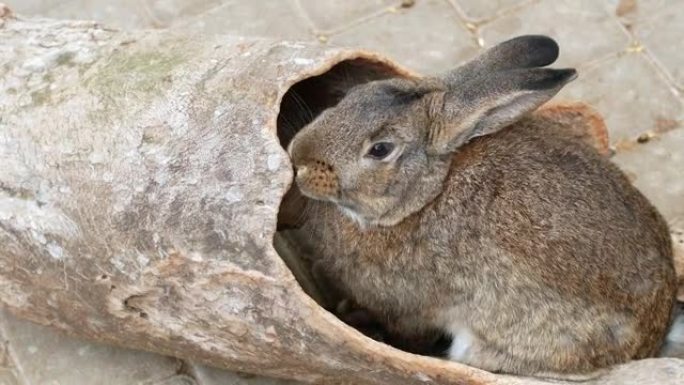 农场里一只漂亮的兔子吃树上的树皮。繁殖兔子。复活节假期的兔子象征。