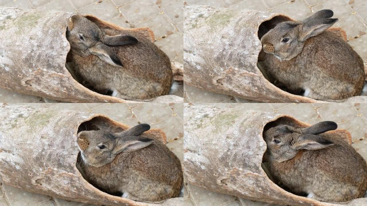 农场里一只漂亮的兔子吃树上的树皮。繁殖兔子。复活节假期的兔子象征。