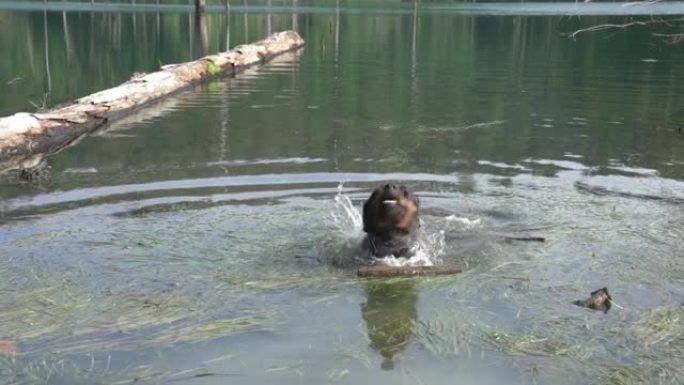狗在湖里，把水从头上抖开。慢动作。