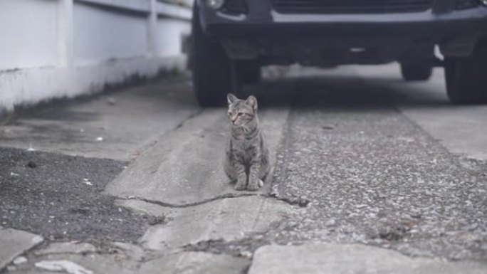 托比猫在街上
