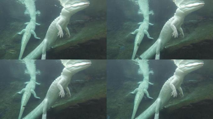 水中的白色鳄鱼白色鳄鱼白鳄