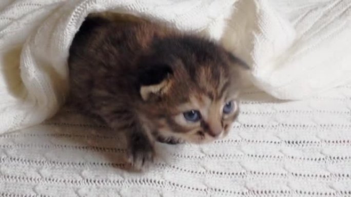 可爱的英国短毛猫小猫躺在毯子下的床上。