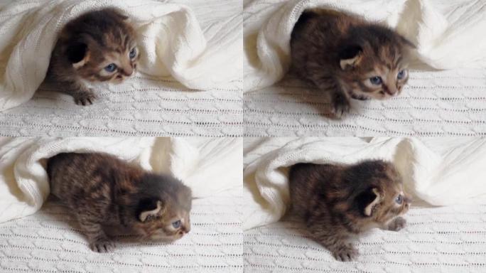 可爱的英国短毛猫小猫躺在毯子下的床上。
