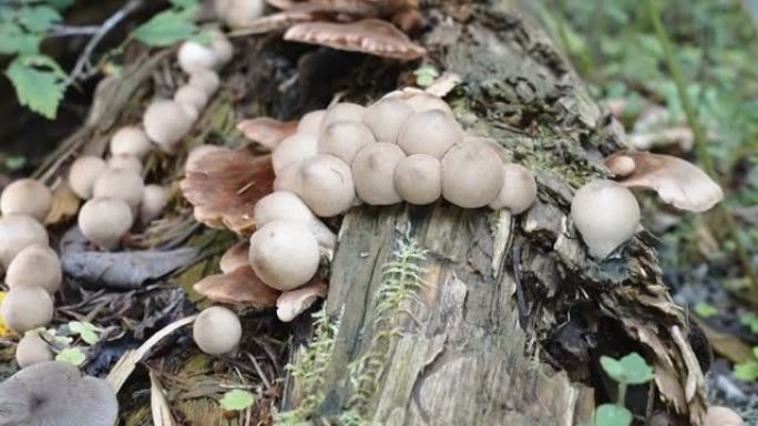 爱沙尼亚生长的各种蘑菇