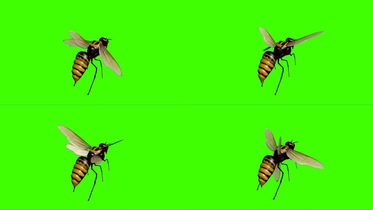 大黄蜂在绿色屏幕上飞行