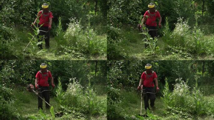 一个男人的慢动作，使用细草三聚体从darnels割下他的后院