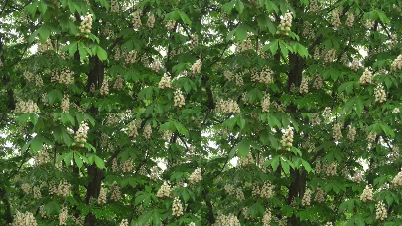 雨中栗子。雨滴从绿叶和花朵中流下。