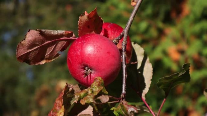 在阳光明媚的秋天，红色的有机小苹果悬挂在苹果树上