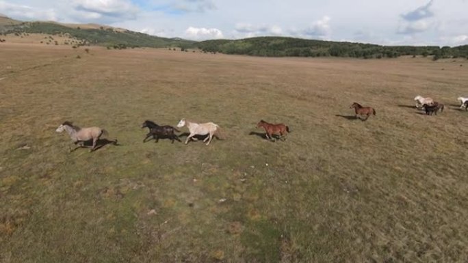 空中FPV无人机与一大群野马在草原上疾驰