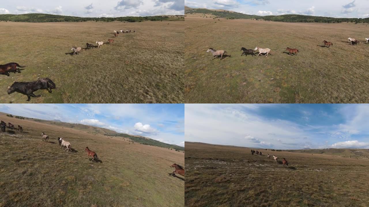 空中FPV无人机与一大群野马在草原上疾驰