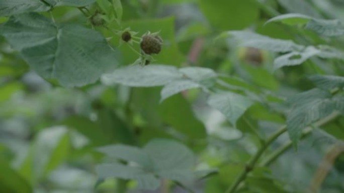 种植园慢动作上的红树莓树枝