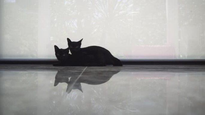 黑猫摆出姿势看着相机并投下黑暗的反射