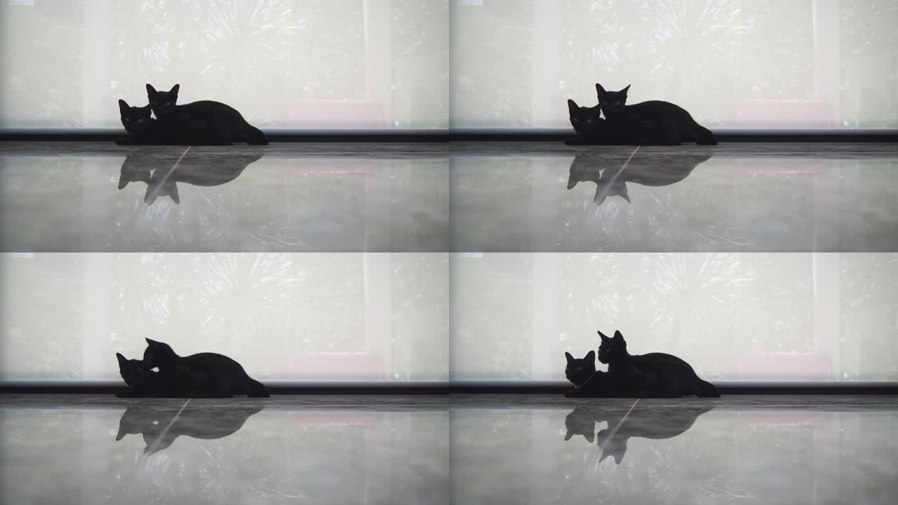 黑猫摆出姿势看着相机并投下黑暗的反射