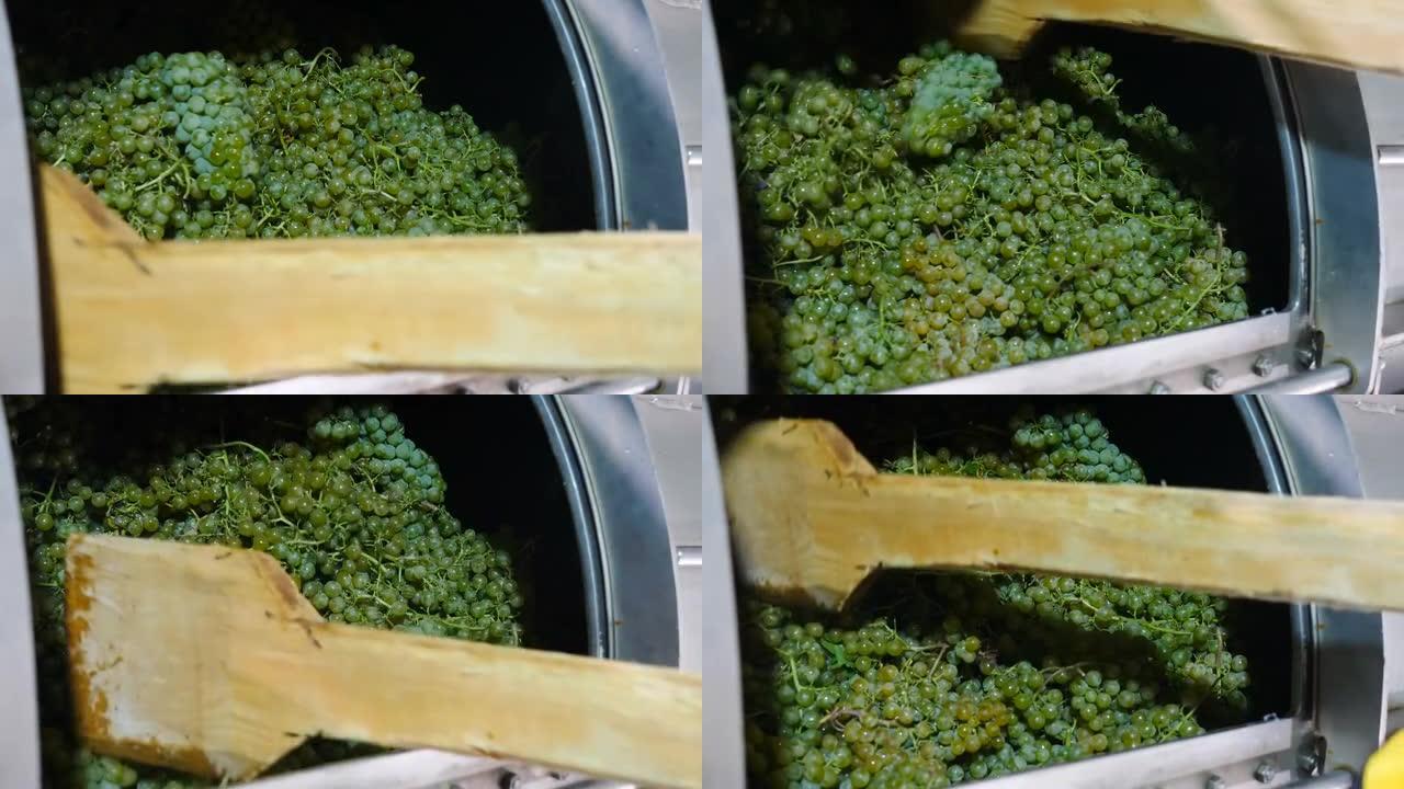 工人在钢制葡萄酒压榨机或研磨机中用木棍混合并捣碎成熟的葡萄。葡萄汁提取。葡萄收获。酿酒过程。私人小型