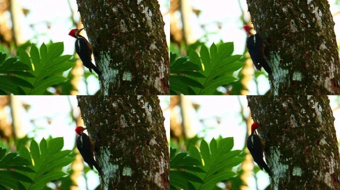 线状啄木鸟-Dryocopus lineatus非常大的啄木鸟，红头啄木的黑鸟，从墨西哥到阿根廷的居