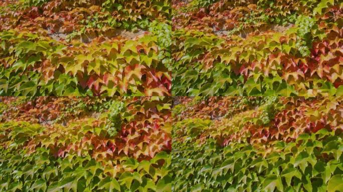 常春藤茂盛扭曲的绿色和黄色秋叶长在墙上