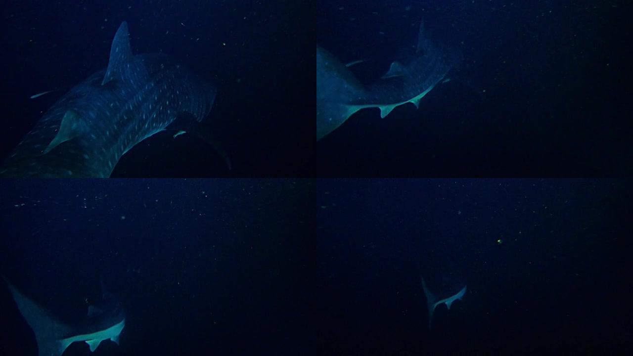 近距离接触在夜间潜水的黑暗中游泳的大鲸鲨。cRhincodon typus
