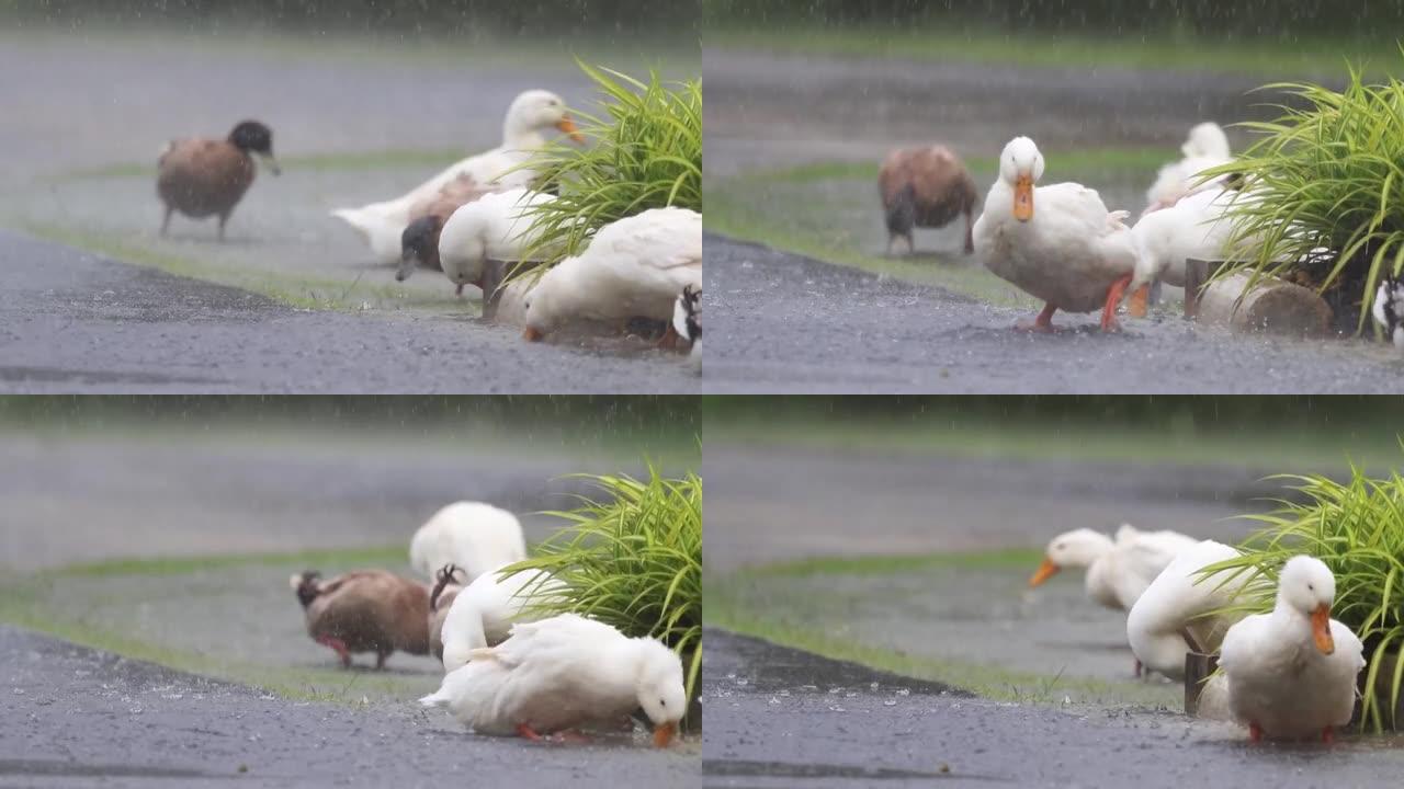 鸭子在大雨中看起来很新鲜。