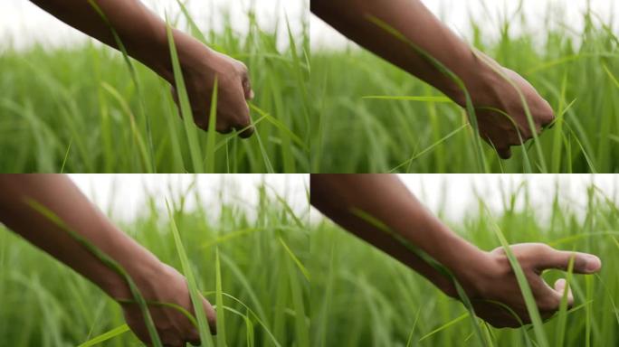 在田里用手抚摸绿叶水稻