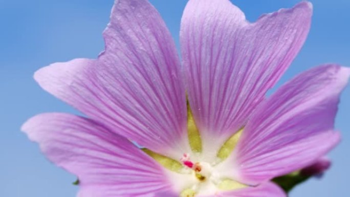 锦葵粉红色野花是锦葵科的开花植物。慢动作