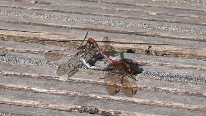 常见的飞镖蜻蜓，纹状体，在秋日的阳光下交配