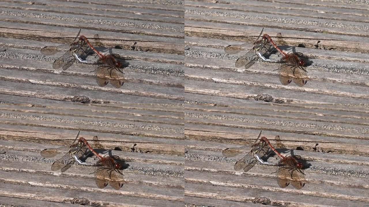 常见的飞镖蜻蜓，纹状体，在秋日的阳光下交配