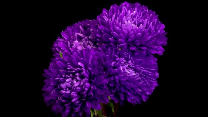 美丽的紫罗兰紫苑花朵开口