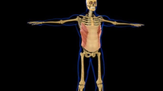 腹部外斜肌解剖医学概念3D动画
