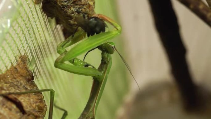 普通螳螂 (lat.mantis Religiosa) 吃蓝肉蝇 (lat. Calliphora 