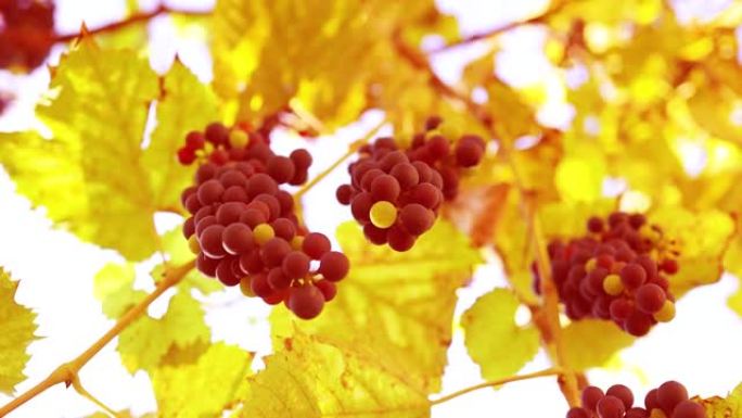 秋天的日子里，一串郁郁葱葱的葡萄挂在花园里的老藤上