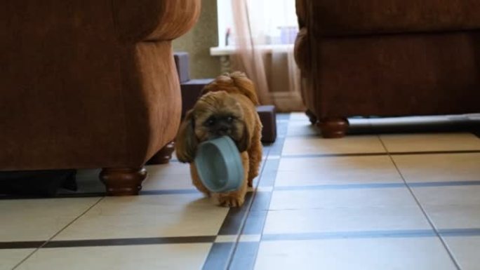 饥饿的西施小狗抱着一个空碗，在房子里走来走去。