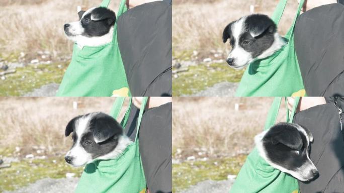 一只可爱的黑白狗小狗正坐在袋子里，头在外面偷看。