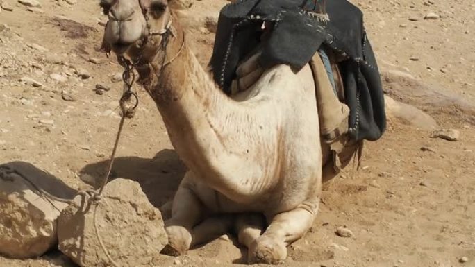 一只骑马的骆驼正在等待游客