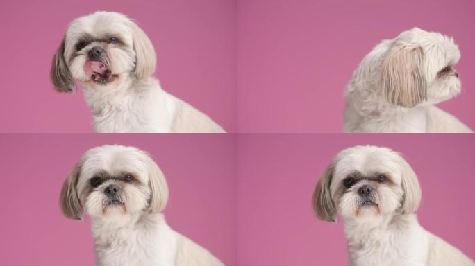 甜美的西施犬从一侧到另一侧看着并在粉红色背景上舔嘴