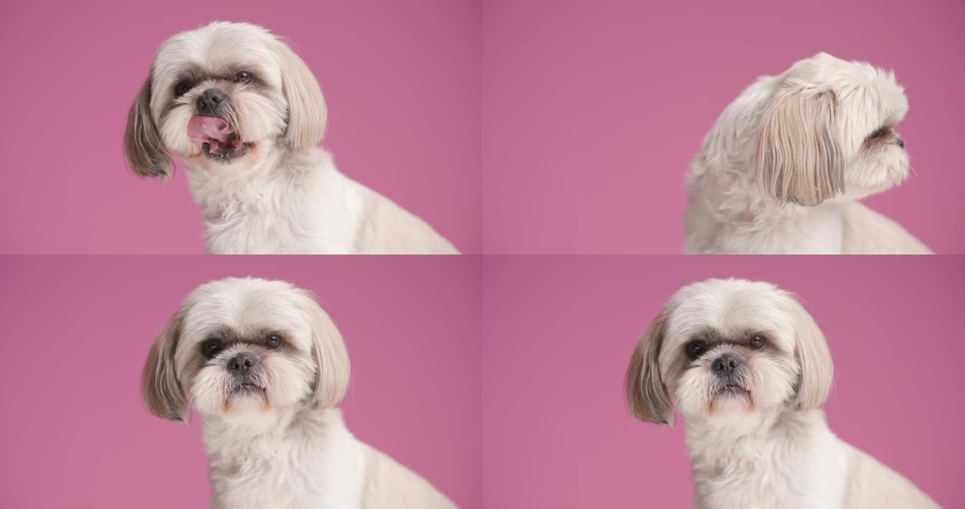 甜美的西施犬从一侧到另一侧看着并在粉红色背景上舔嘴