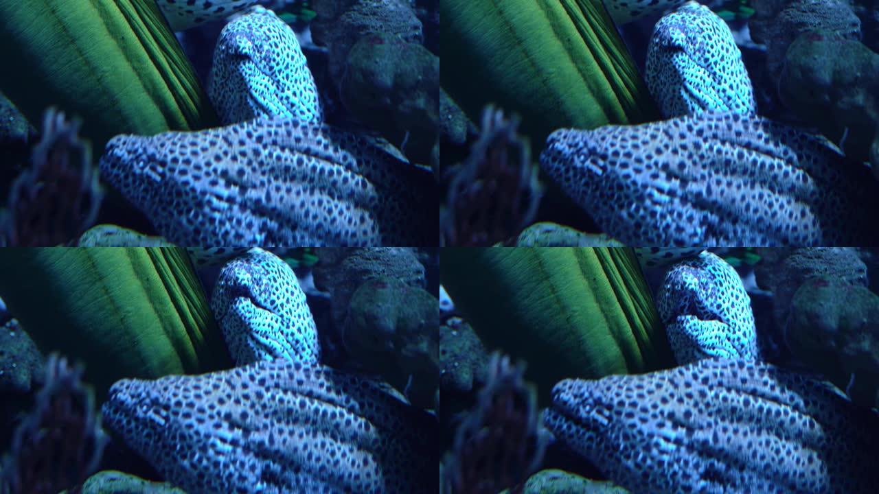 豹纹海鳗裸胸