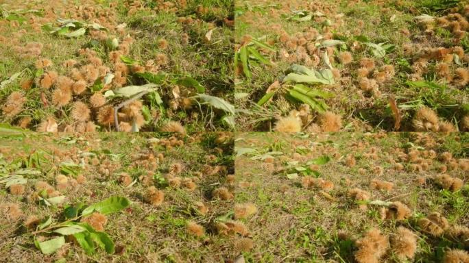 带刺壳中的成熟栗子躺在草丛中的地面上