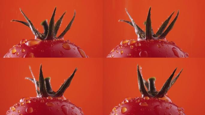 红色成熟番茄与绿色尾巴在水滴旋转红色工作室背景。带有水分液滴的新鲜番茄的宏观镜头。屏保和壁纸的湿蔬菜