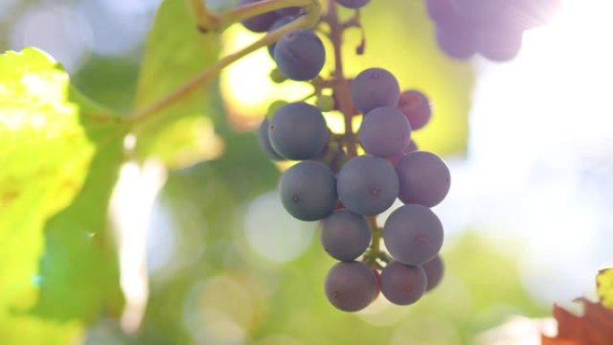 红蓝葡萄酒有机葡萄在老葡萄藤上
