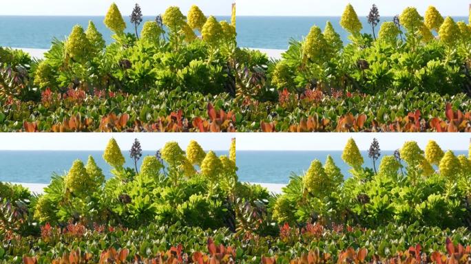 美国加利福尼亚州的黄花树。爱尔兰玫瑰肉质花序。家庭园艺，美国装饰装饰室内植物，天然植物海洋海滩氛围