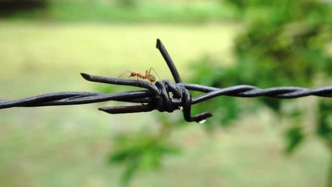 使用铁丝网的蚂蚁会在雨林中使用藤蔓和植物