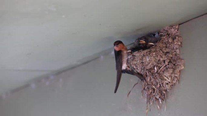 欢迎燕子在巢中喂养幼仔