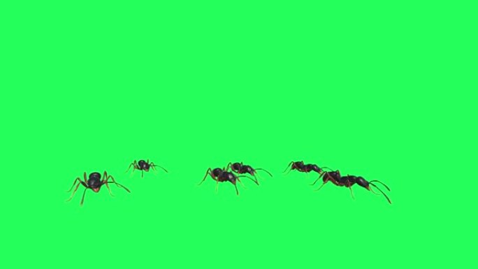 蚂蚁在绿色屏幕上寻找