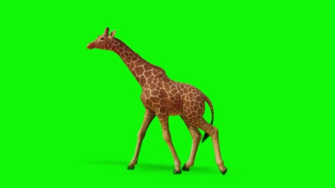 长颈鹿在绿色屏幕上行走