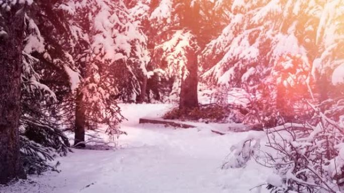 冬季景观上的多棵树上飘落的雪的光点