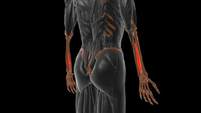 骨间膜前臂肌肉解剖医学概念3D