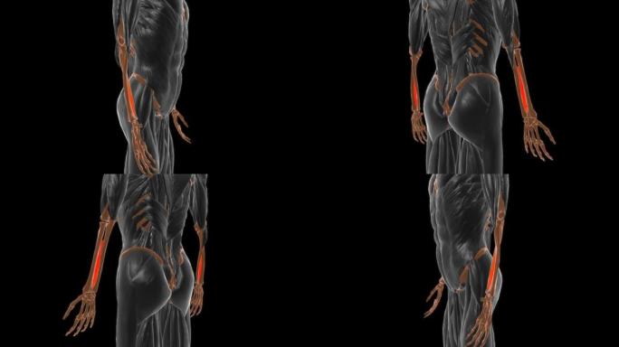 骨间膜前臂肌肉解剖医学概念3D