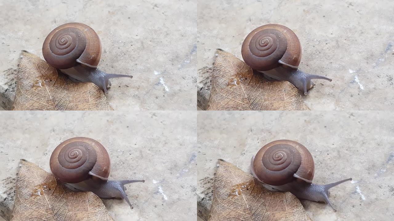 特写普通花园蜗牛，螺旋螺旋，在大理石石台面背景上移动眼睛和触手。带壳的陆生腹足纲软体动物在人类栖息地