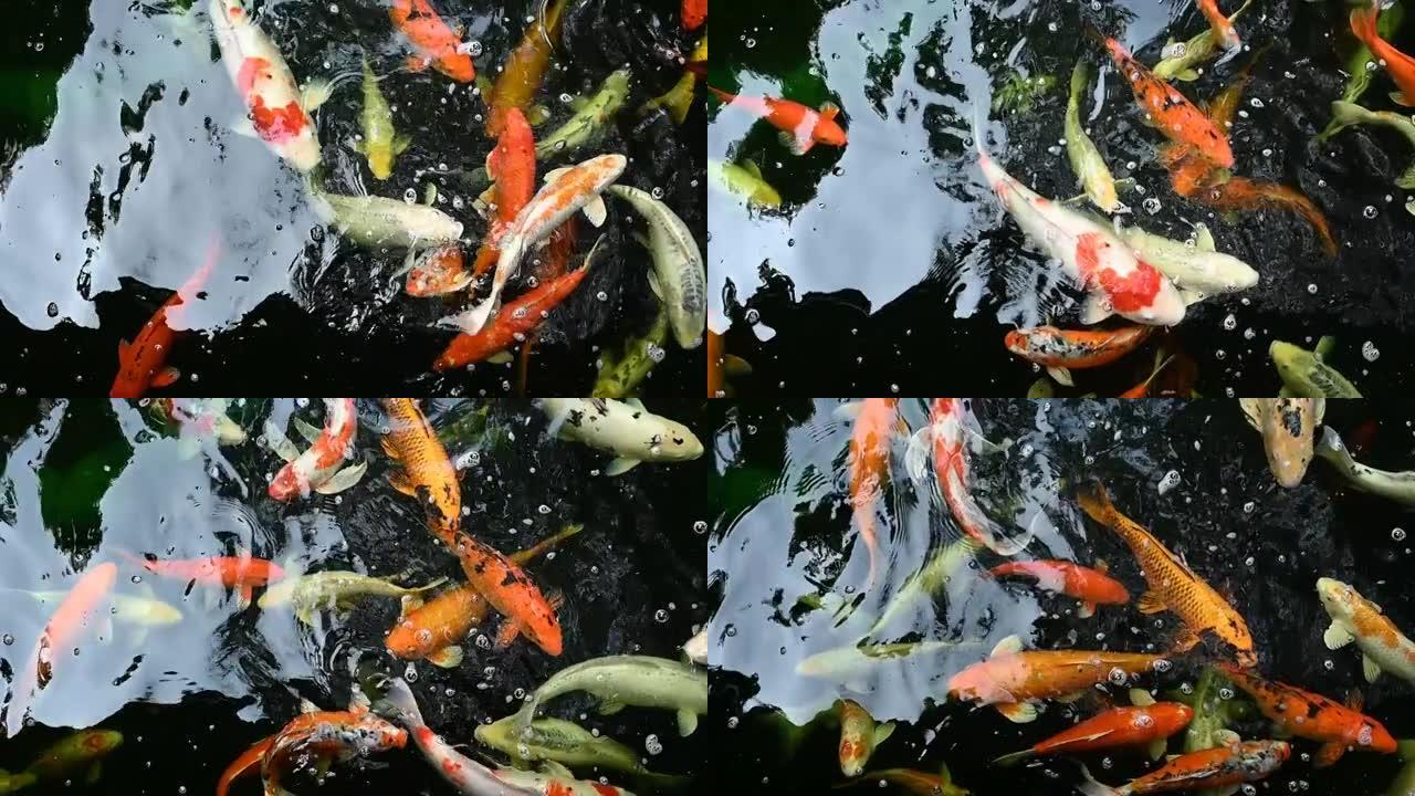 锦鲤鱼或鲤鱼在池塘中游泳的慢动作。它是金红色的橙色和黄色的锦鲤鱼。鲤鱼在池塘中游泳时，表面会产生涟漪